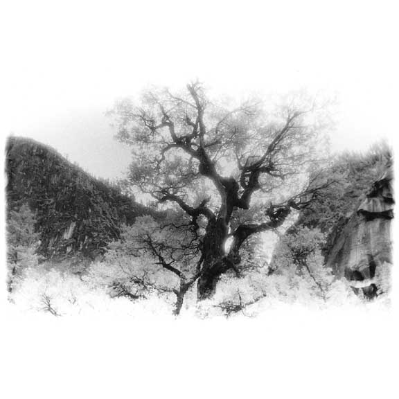 Tree in Valley