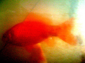 eric's orange fish